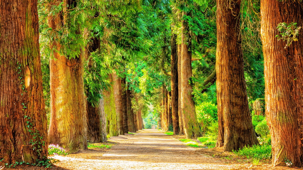 Lyme Light Recovery Activation Group Header